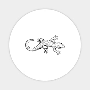 Line drawing - Gecko Magnet